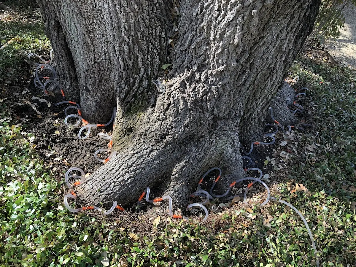 Detailed Tree Cabling and Bracing job site in River Falls